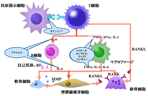 関節リウマチの関節症状の発生機序と生物学的製剤の作用機序の画像